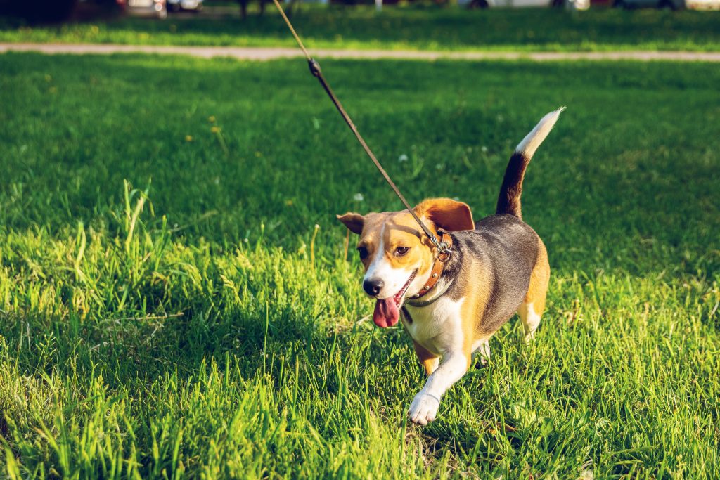 Eigenaar laat hond uit met riem in het park, demonstreert veilige en comfortabele manier van hond uitlaten